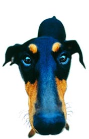 совершенно постороний, но забавный доберман :)